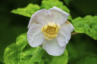 Chinese spice bush (Calycanthus chinensis), flower, Netherlands