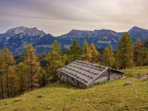 Falzalm in front of autumnal larches, in the back Hoher Göll, Schneibstein and Kahlersberg,