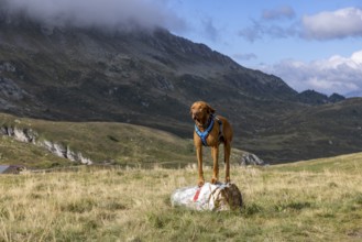 Vizsla male standing on stone with hiking trail markings, Alpe Carorescio, ascent to Passo del