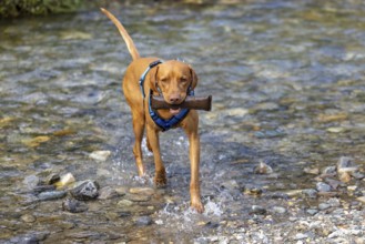 Vizsla male, brings Apport from the water, Brenno del Lucomagno, Campra, Blenio, Tessin,