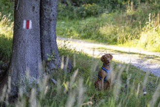 Vizsla Rüde sitting in tall grass next to hiking trail markings, Campra, Blenio, Tessin,