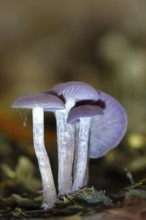 Purple lacquer funnel (Laccaria amethystina) in the forest, autumn time, October, Saxony, Germany