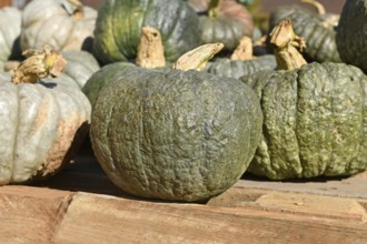 Green heirloom winter squash at market