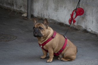 Dog, pug (Canis lupus familiaris) on a leash, Lübeck, Schlewig Holstein, Germany