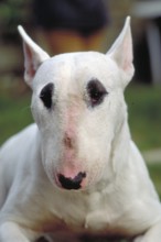Dog, portrait of a bull terrier, London, England, Great Britain