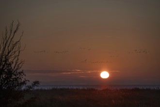Flying cranes (Grus grus) over the Baltic Sea at sunset, Ahrenshoop, Darß, Mecklenburg, Western