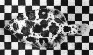 Flounder (Platichthys Flesus) adopts even the geometric patterns of the background, around 1950s,