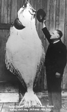 Man posing with a halibut (Hippoglossus hippoglossus), approx. 2, 50 meters tall, around 1930s,