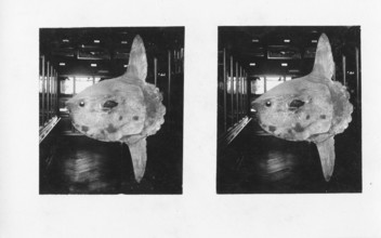 Small moonfish (Mola mola) in a natural history museum, stereo recording, specimen, around 1930s