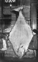 Two children with a halibut (Hippoglossus hippoglossus), approx. 2, 50 meters tall, around 1930s,