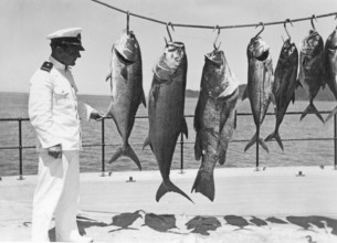 Man, sailor posing with various captured groupers and mackerel, around 1930s, Florida, USA