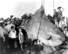 A group of onlookers, children, and adults pose with a huge caught sunfish (Mola mola) weighing