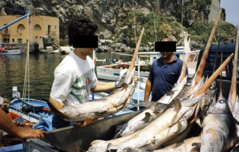 Swordfish (Xiphias gladius), fishermen loading the catch, 1995, Lipari, Sicily, Italy
