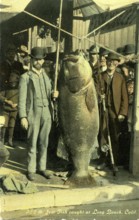 Two men with Pacific giant perch (Stereolepis gigas), weight, approx. 1.80 meters long, around
