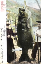 Couple with giant Pacific bass (Stereolepis gigas), 4161 pounds, approx. 2 meters long, about 1910,