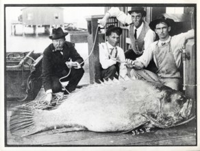 Four men kneel in front of a giant grouper (Epinephelus itajara), which was caught in St.