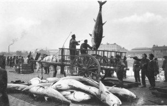 Bluefin tuna (Thunnus thynnus) fishermen load tuna at the harbor, Sicily, Italy, around 1920s