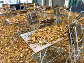 Autumn in town, car parked under deciduous tree, swamp oak, ground and vehicle covered with fallen