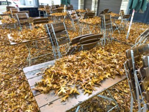 Autumn in town, beer garden, pub terrace under deciduous trees, swamp oak, floor and table chairs