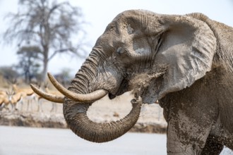 African elephant (Loxodonta africana), adult male, splashing water at the waterhole, animal