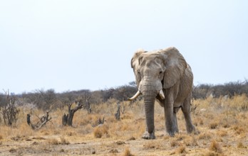 African elephant (Loxodonta africana), adult male in the savanna, Nxai Pan National Park, Botswana