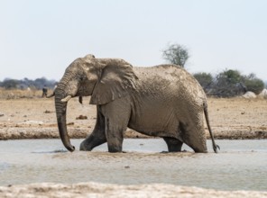 African elephant (Loxodonta africana), adult male, bathing in water at the waterhole, Nxai Pan