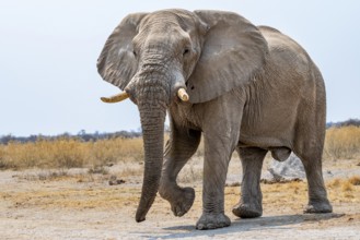 African elephant (Loxodonta africana), adult male, Nxai Pan National Park, Botswana