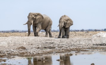 African elephant (Loxodonta africana), two adult males at the waterhole, Nxai Pan National Park,