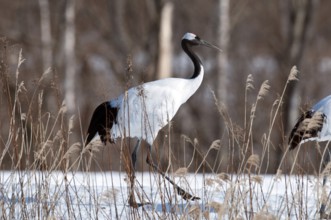 Japanese crane, Red-crowned crane (Grus japonensis), Japan