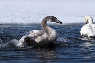Whooper swan (Cygnus cygnus) young, bath, Japan