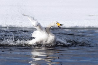 Whooper swan (Cygnus cygnus) bath, Japan