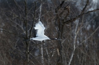 Japanese crane, Red-crowned crane (Grus japonensis), Flying, Japan