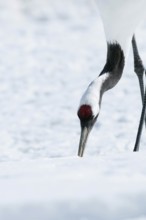 Japanese crane, Red-crowned crane (Grus japonensis), close-up, Japan
