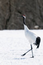 Japanese crane, Red-crowned crane (Grus japonensis), Japan