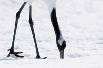 Japanese crane, Red-crowned crane (Grus japonensis), close-up, Japan