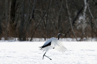 Japanese crane, Red-crowned crane (Grus japonensis), Take-off, Japan