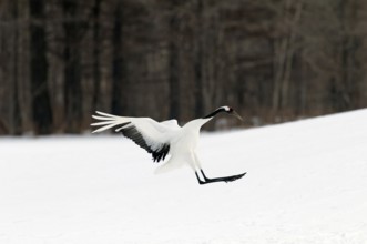 Japanese crane, Red-crowned crane (Grus japonensis), Landing, Japan
