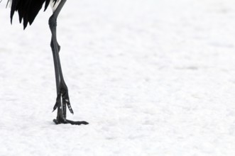 Japanese crane, Red-crowned crane (Grus japonensis), Legs, Japan