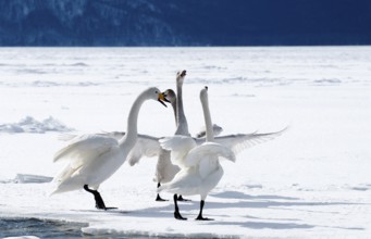 Whooper swan (Cygnus cygnus) family, Japan