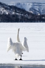 Whooper swan (Cygnus cygnus), Japan