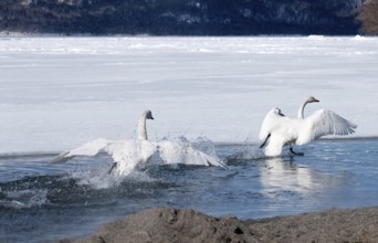 Whooper swan (Cygnus cygnus) fight, Japan