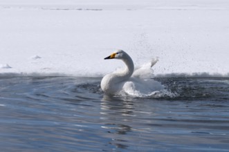 Whooper swan (Cygnus cygnus) bath, Japan