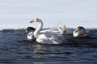 Whooper swan (Cygnus cygnus) family's bath, Japan