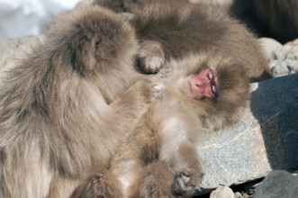 Japanese macaque or snow japanese monkey (Macaca fuscata), Japan Monkey-Japanese, Macaca fuscata
