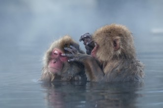 Japanese macaque or snow japanese monkey in onsen (Macaca fuscata), Japan Monkey-Japanese, Macaca