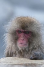 Japanese macaque or snow japanese monkey (Macaca fuscata), portrait, Japan Monkey-Japanese, Macaca