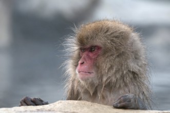Japanese macaque or snow japanese monkey (Macaca fuscata), portrait, Japan Monkey-Japanese, Macaca