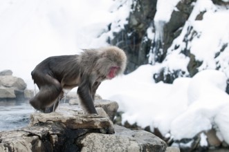 Japanese macaque or snow japanese monkey (Macaca fuscata), going out of onsen, Japan