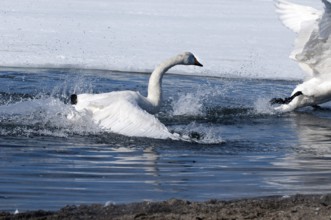 Whooper swan (Cygnus cygnus) fight, Japan