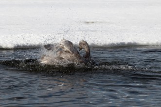 Whooper swan (Cygnus cygnus) toilet in water, Japan